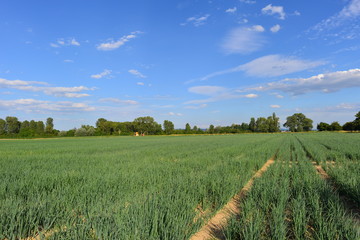 Ackerbau bei Gernsheim in Hessen 
