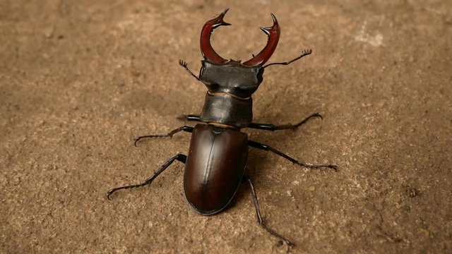 big stag beetle