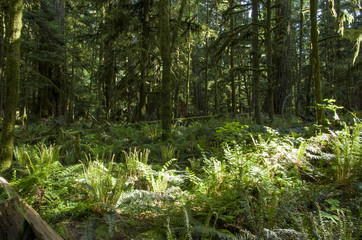 Sous-bois île de Vancouver 2