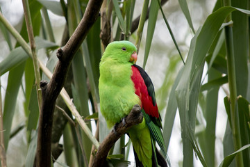 Fototapeta premium red winged parrot
