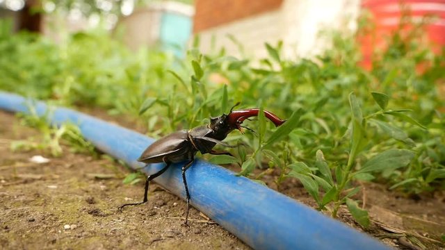stag beetle overcome obstacles on a grass