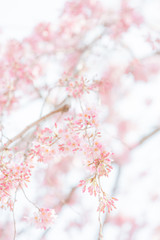Naklejka premium 枝垂れ桜 