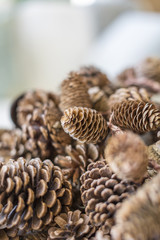 Detail on Pine Cones