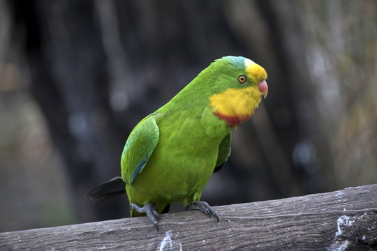 Fototapeta superb parrot