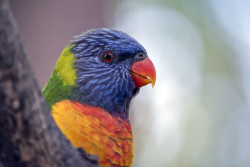 rainbow lorikeet