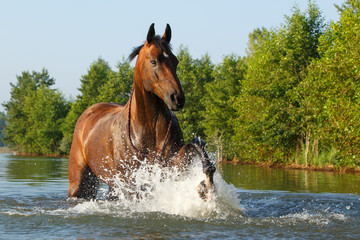 Pferd planscht im See