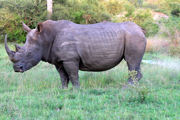Obraz premium Rhinocéros marquant son territoire dans une réserve privée en Afrique du Sud