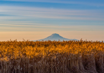 Ready for Harvest in Wasco County, Oregon 