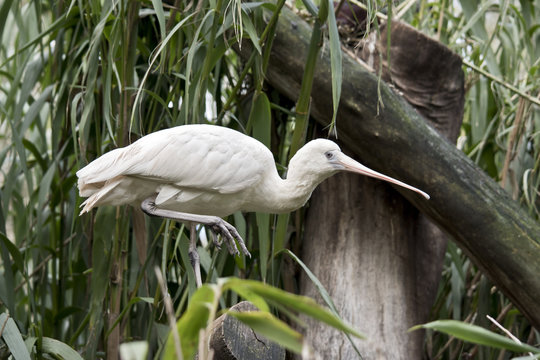 Yellow Billed Spoonbill