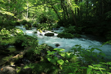 初夏の奥入瀬渓流