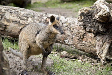 swamp wallaby