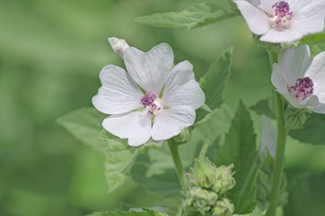 Marsh mallow Althaea officinalis