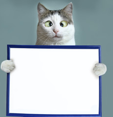 cat hold blank empty paper sheet in frame close up squint funny photo