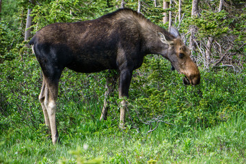 Naklejka na ściany i meble Female Moose Grazing