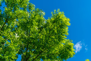 Common Ash Tree Top.