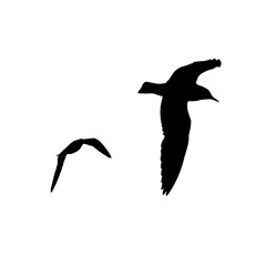  set - seagull silhouette on white background collection