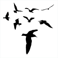  set - seagull silhouette on white background collection