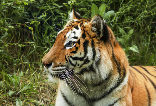 Amur tiger in a cage in a safari park, selective focus