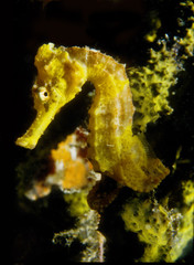 Seahorse