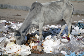 Cow on a garbage dump, household waste.