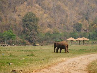 Elephant nature park