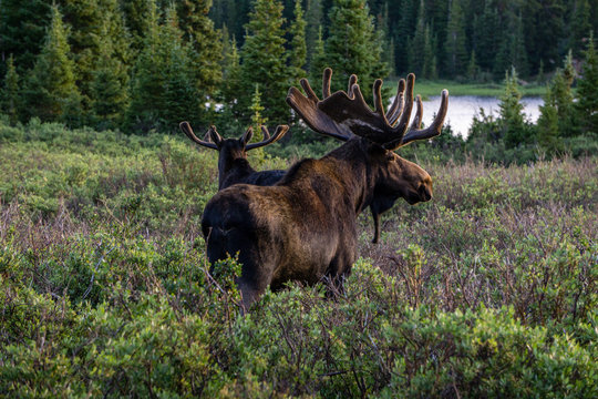 Pair of Bull Moose