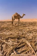 camel in liwa desert
