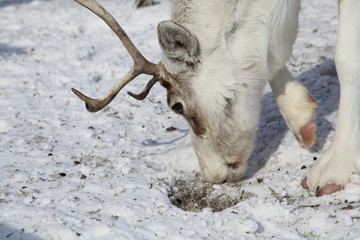 The reindeer eat the moor, the snow is hoofed by the hoof to get food