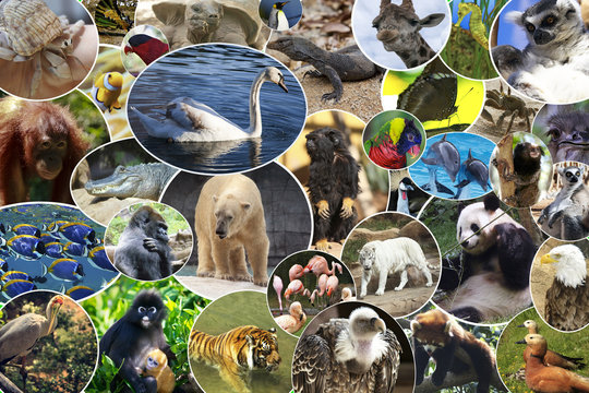 Collage of various animals and birds