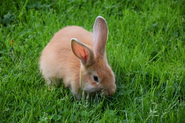 Small eared czech rabbit