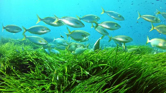 Marine life Underwater salema fish shoal and a very green posidonia field