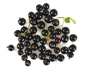 black currant isolated