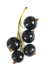 black currant
