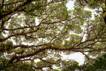 Tree foliage in rainforest