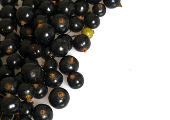 black currant isolated