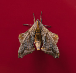 Smalle-eyed Sphinx Moth