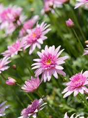 Obraz premium ピンクの花