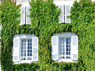 White old house covered with leaves of wild grapes