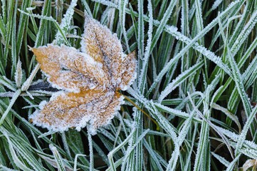 Frost, grass, leaf