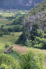 vinales