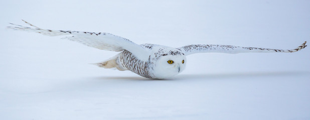 Snowy Owl