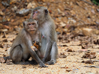 Koh Chang Monkeys