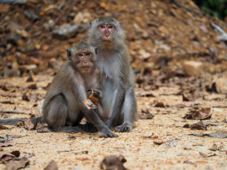Fototapeta premium Koh Chang Monkeys