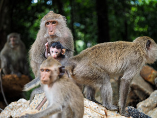 Koh Chang Monkeys