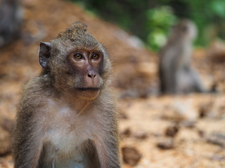 Koh Chang Monkeys