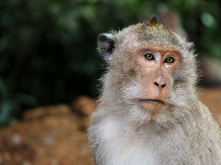 Koh Chang Monkeys