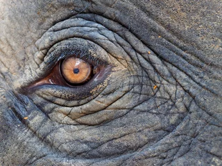 Deurstickers olifant © Pierre