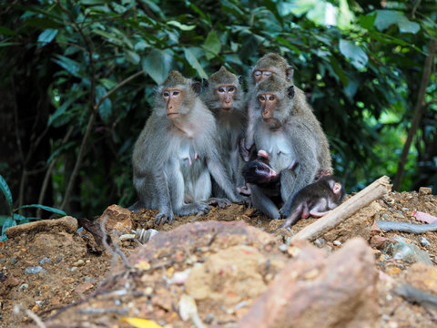 Koh Chang Monkeys