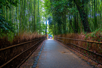 Beautiful stoned path surrounding of bamboo forest, Arashiyama, Kyoto