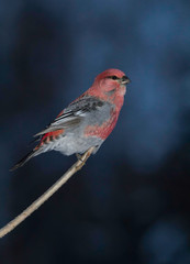 Pine Grosbeak